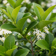 10m Fast Growing Evergreen Hedging Mix